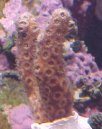 cladfrag502.jpg