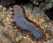 040210 d7173m blue bristle worm 640x.jpg
