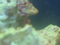 unkn polyp2.jpg