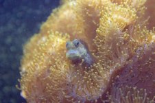 blenny.jpg