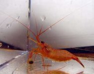 peppermint_shrimp.jpg