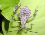 mo_hemipteran1.jpg