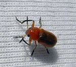 mo_beetle1.jpg