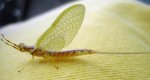 nh_mayfly1.jpg