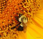 bee_l.jpg