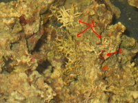 coral23.jpg
