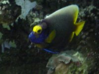 blue face angel nov 03.jpg