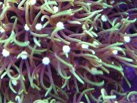 green star polyps.jpg