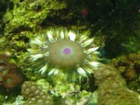 floweranemone2.jpg