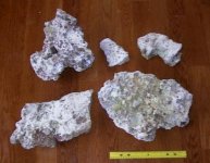 reef bones 1.jpg