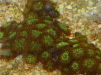 zoopolyps2.jpg
