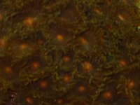 zoopolyps3.jpg