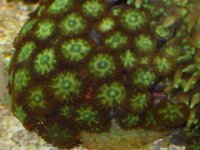 zoopolyps4.jpg