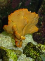 elephantearsponge.jpg