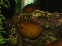 sponge2.jpg