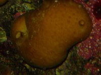 sponge.jpg