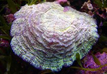 coral1.jpg