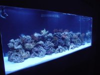 rock transfer2 (custom).jpg