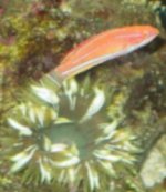 flasherwrassef.jpg