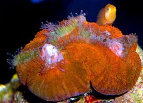 moonlight brain with flash.jpg