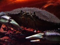 crab.jpg