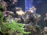 april 23.2003 1st corals.jpg