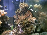 april 23.2003 more corals.jpg