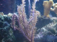 gorgonian.jpg