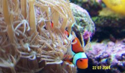 clown and anthelia3.jpg