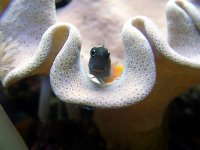 blenny.jpg