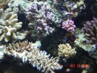 aqua 24-10 009.jpg