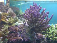 purple acro.jpg