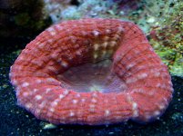 pink brain mar 04.jpg