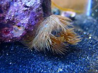 yellow polyps mar 04.jpg