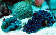 maxima clams.jpg