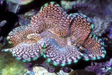 tridacna squamosa2.jpg