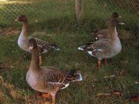geese.jpg