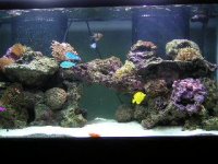 reef aug 8 2004, 2.jpg