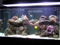 reef aug 8 2004, 3.jpg