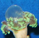 hammer_bubble.jpg
