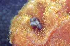 blenny.jpg