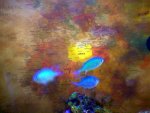 closeupchromis2.jpg