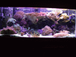 tank.gif