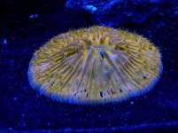 orange plate coral acintic.jpg