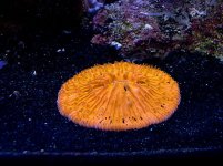 orange plate coral.jpg
