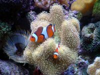 clowns-hosting-swf.jpg