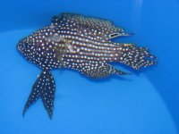 marinebetta014.jpg