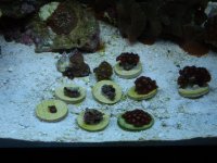 ro room and frags 030.JPG