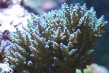 DSC_0007.jpg