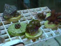 ro room and frags 032.JPG